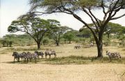 Zebras in der Nähe des Camps